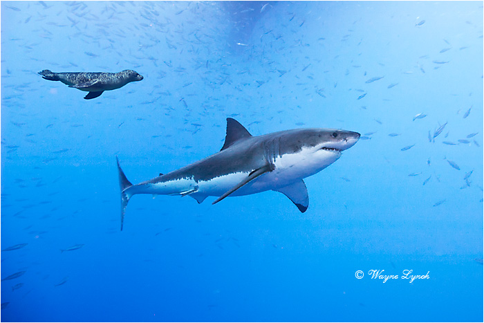 Great White Shark Harassed by Sea Lion 119 by Dr. Wayne Lynch &copy;